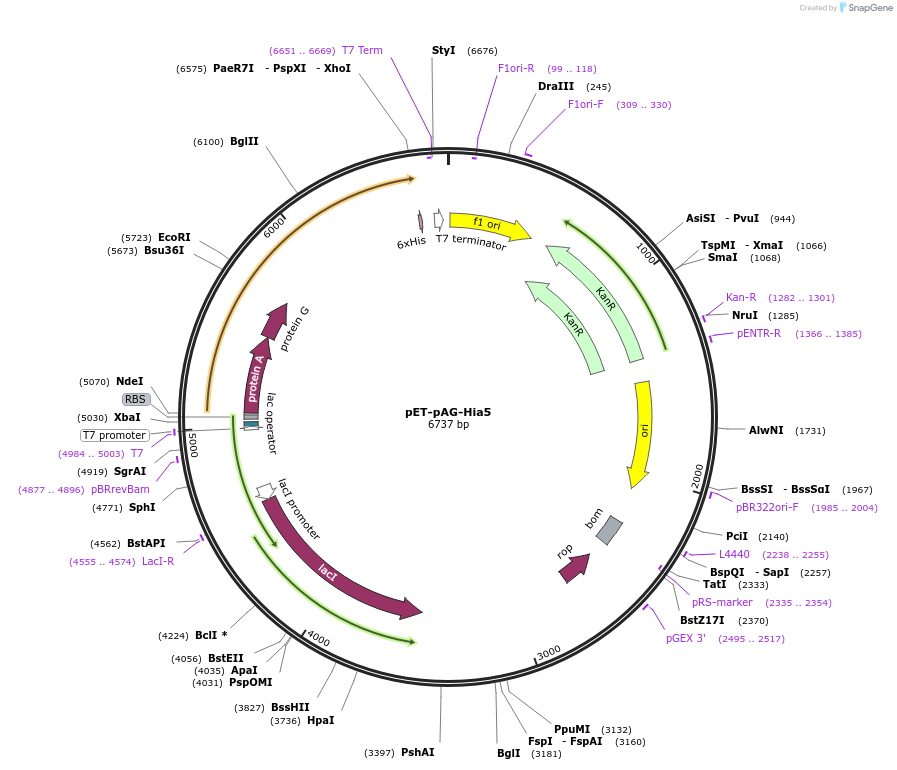 174373-plasmid-map-sequence-id-341861