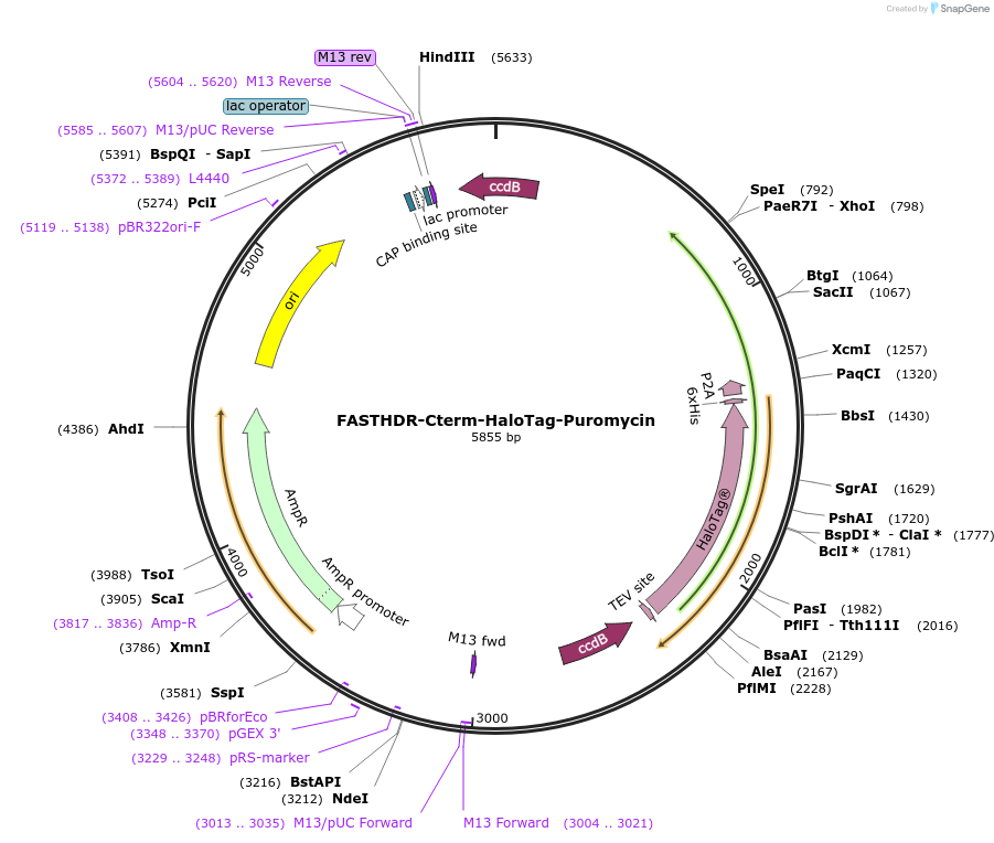 167208-plasmid-map-sequence-id-341877