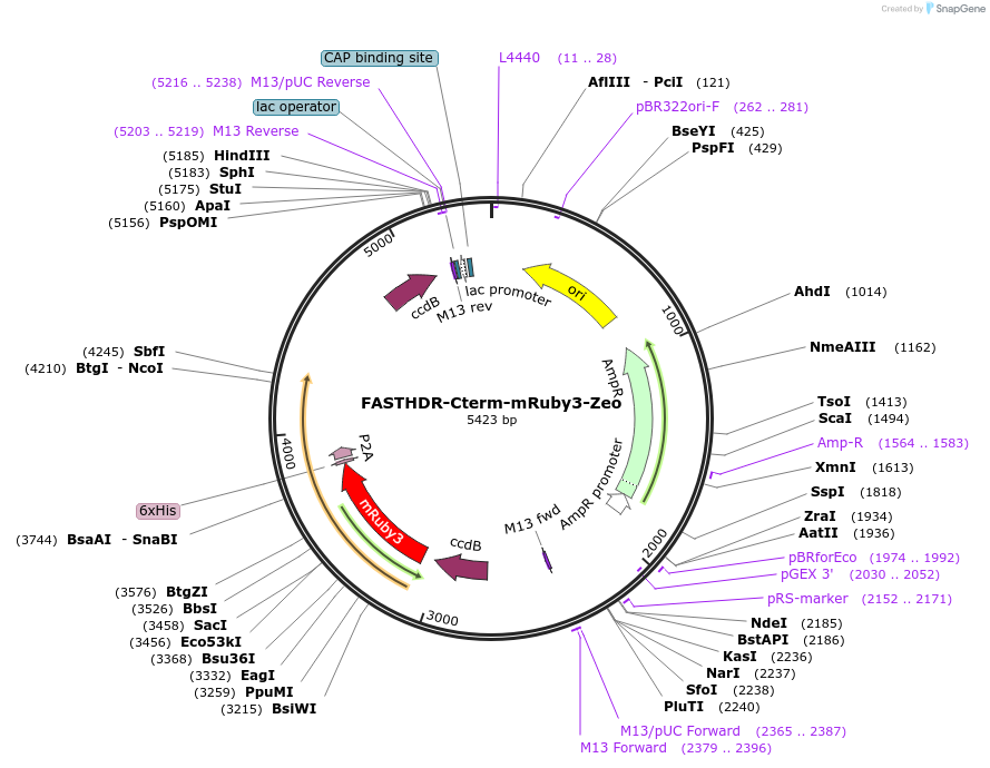 167206-plasmid-map-sequence-id-341878