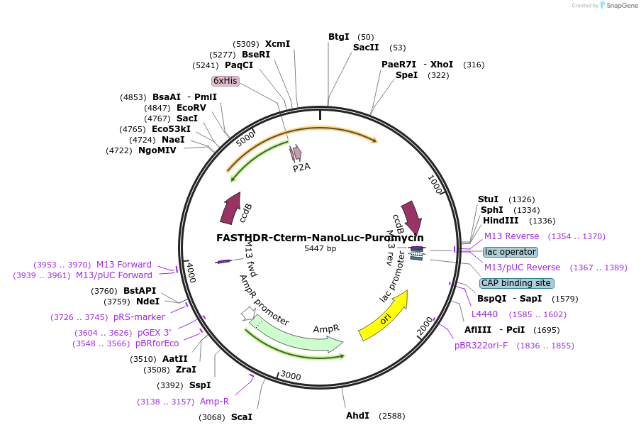 167209-plasmid-map-sequence-id-341879