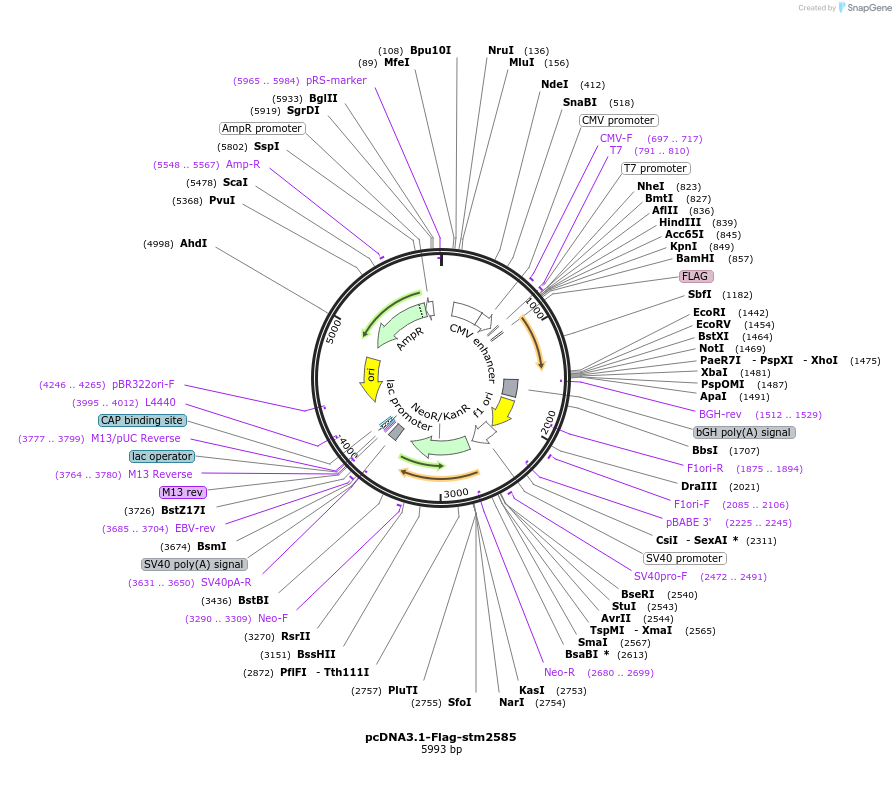 174391-plasmid-map-sequence-id-341880