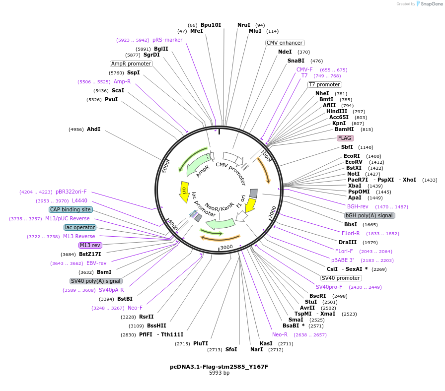 174392-plasmid-map-sequence-id-341881