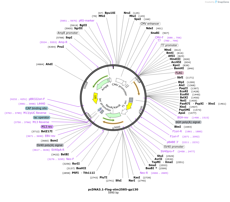 174393-plasmid-map-sequence-id-341882
