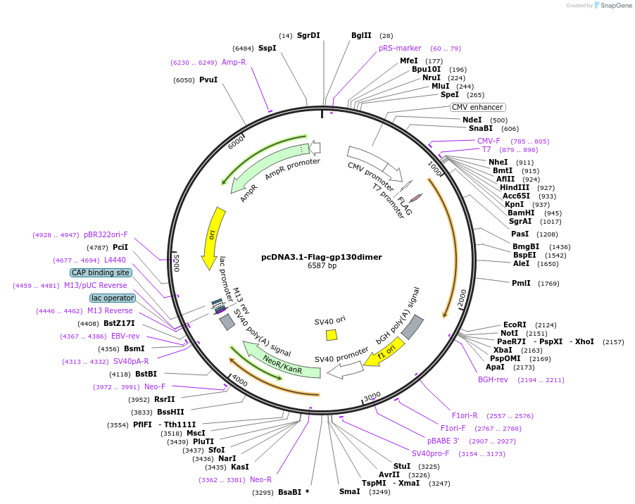 174394-plasmid-map-sequence-id-341883