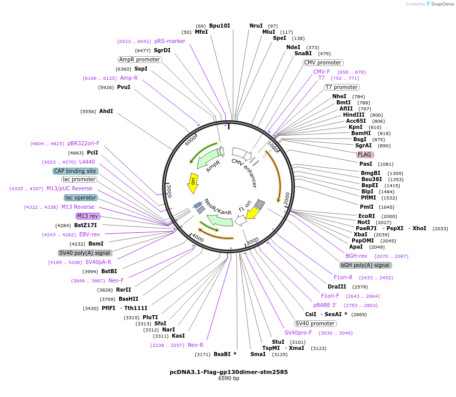 174395-plasmid-map-sequence-id-341884