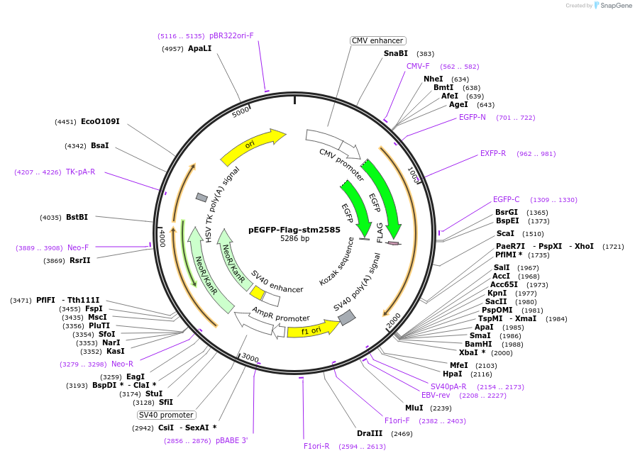 174397-plasmid-map-sequence-id-341885