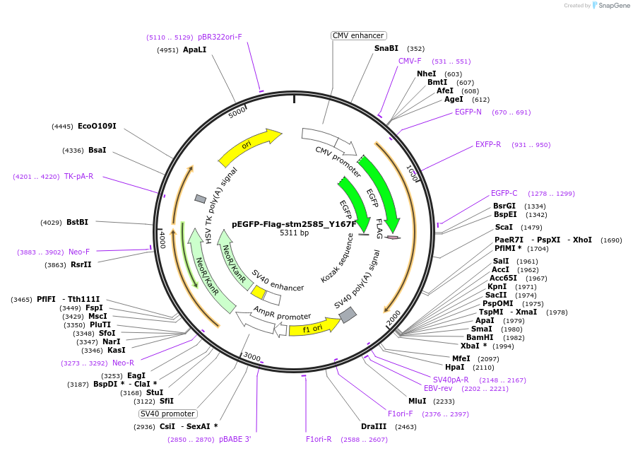174398-plasmid-map-sequence-id-341886