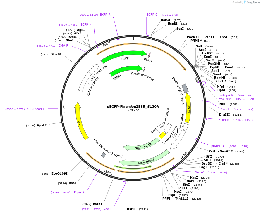 174399-plasmid-map-sequence-id-341887
