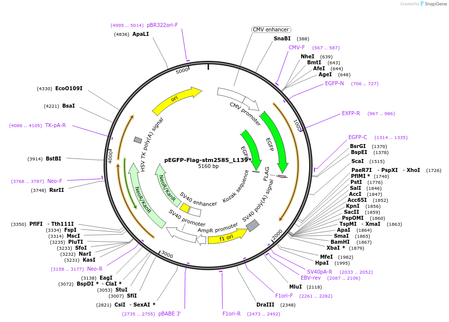 174400-plasmid-map-sequence-id-341888