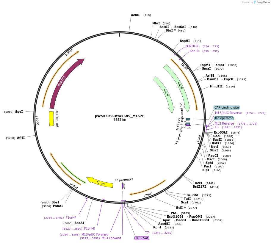 174402-plasmid-map-sequence-id-341889