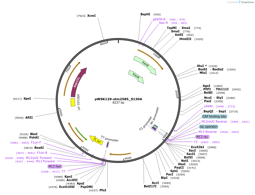 174403-plasmid-map-sequence-id-341890
