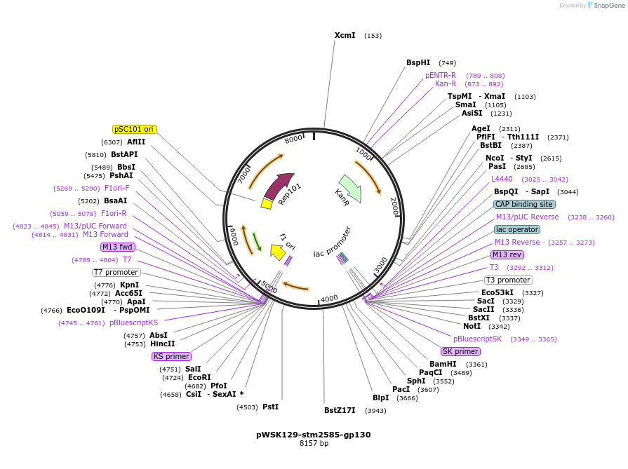 174404-plasmid-map-sequence-id-341891