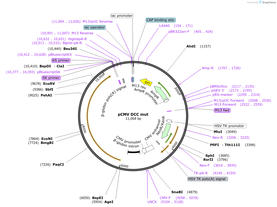 16460-plasmid-map-sequence-id-341892