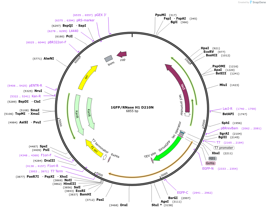 174448-plasmid-map-sequence-id-341898