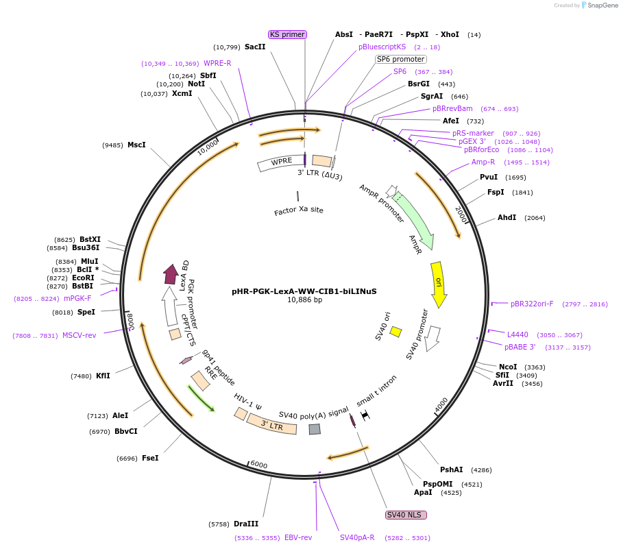 171757-plasmid-map-sequence-id-341904