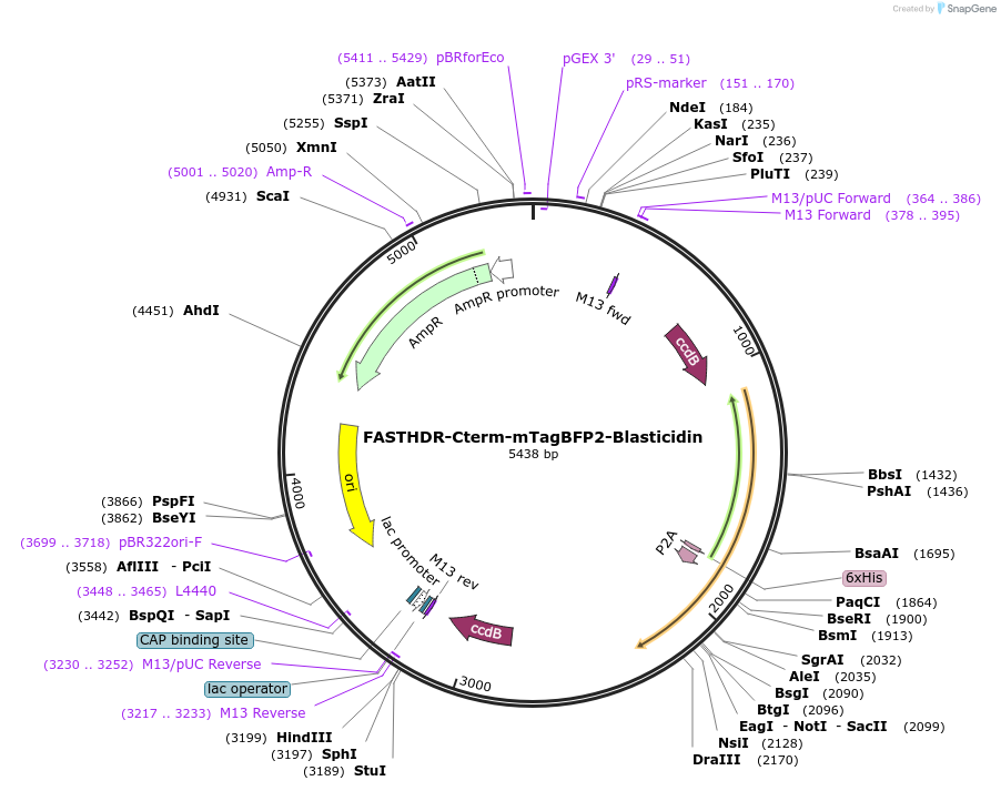 167207-plasmid-map-sequence-id-341908