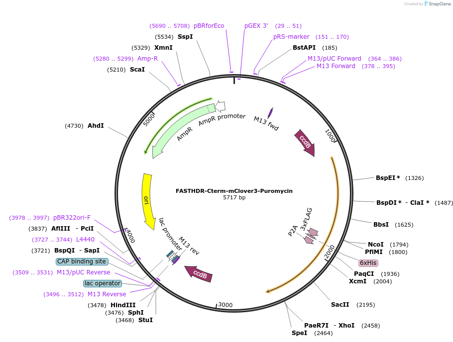 167205-plasmid-map-sequence-id-341910
