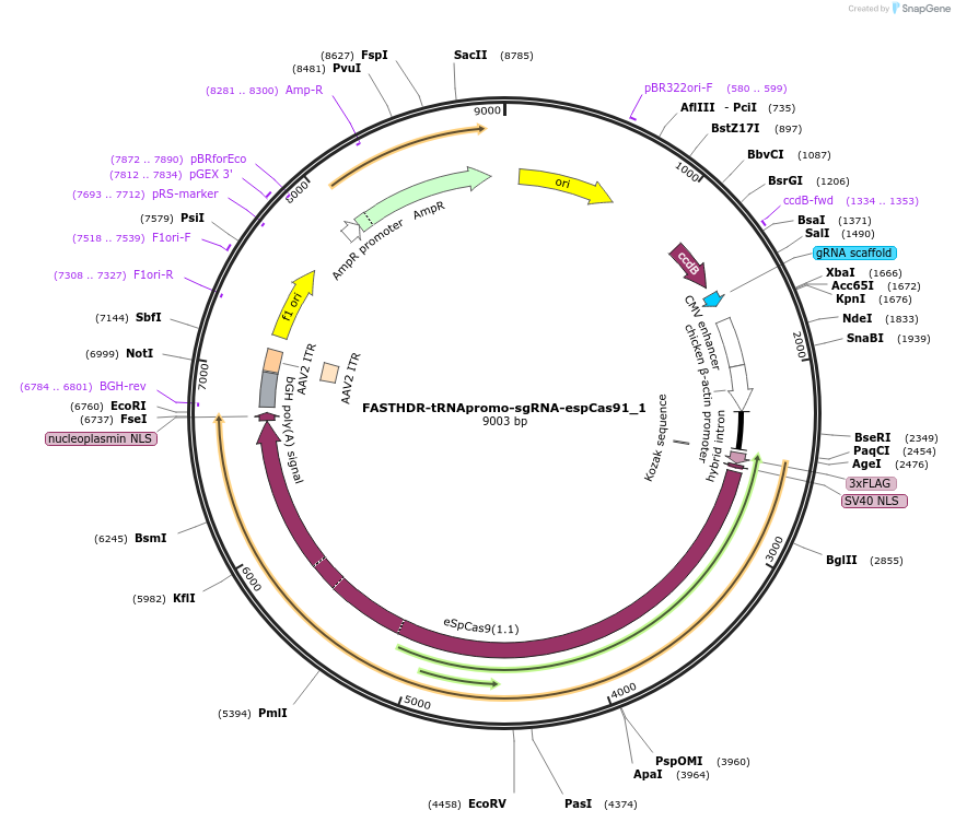 167210-plasmid-map-sequence-id-341912