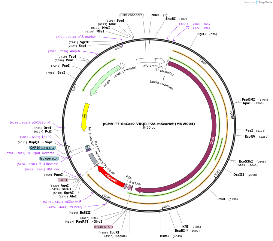 174139-plasmid-map-sequence-id-341913
