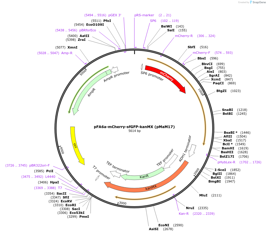 173452-plasmid-map-sequence-id-341919