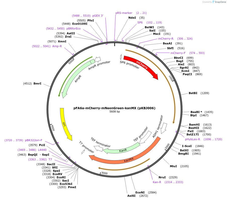 173453-plasmid-map-sequence-id-341920