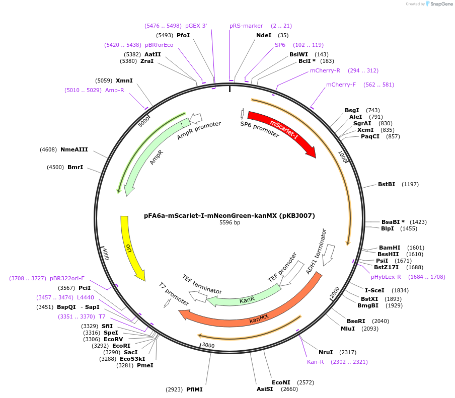 173454-plasmid-map-sequence-id-341921