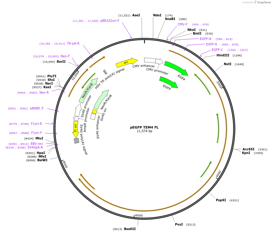 58893-plasmid-map-sequence-id-341922