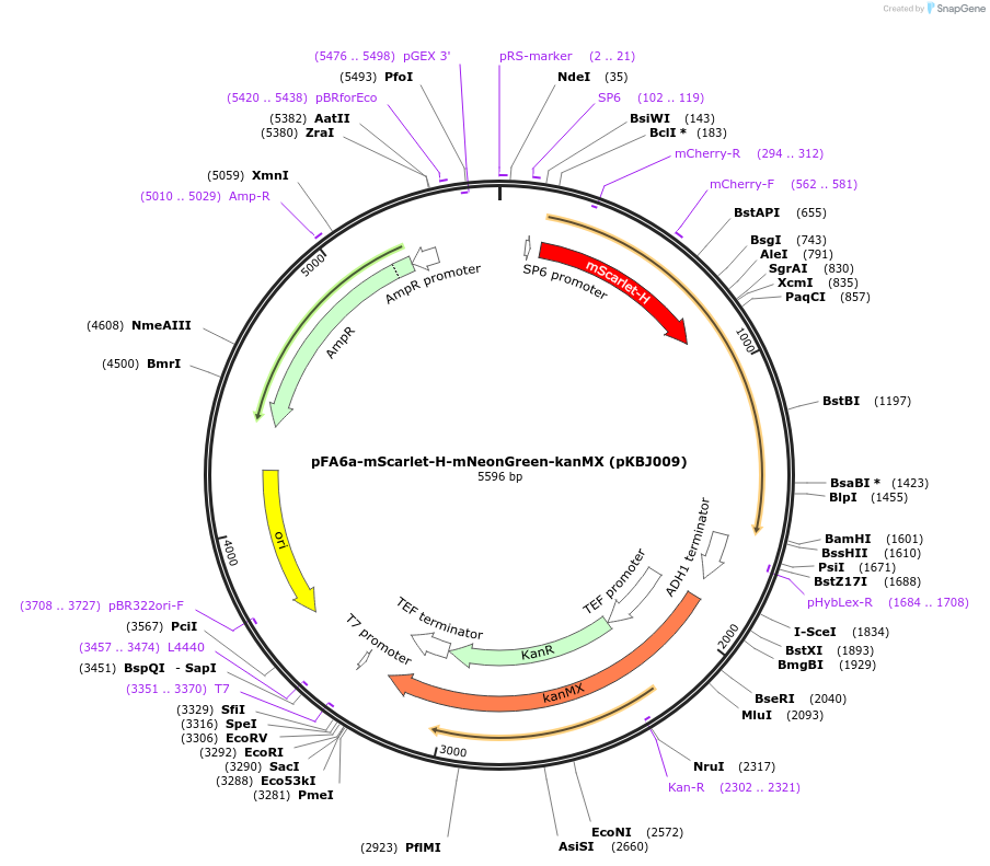 173456-plasmid-map-sequence-id-341926