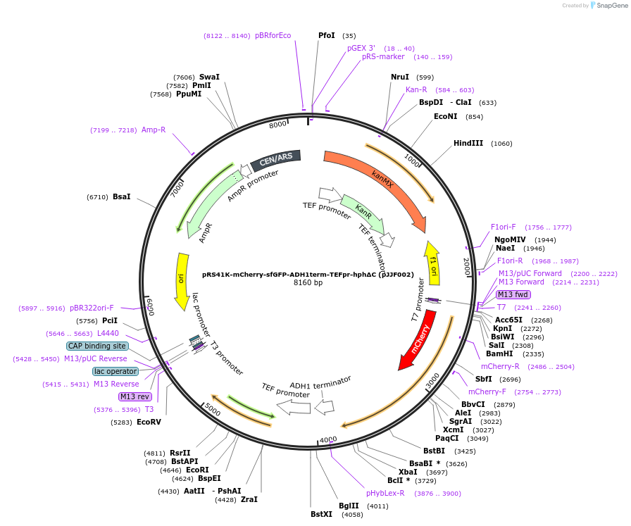 173458-plasmid-map-sequence-id-341933