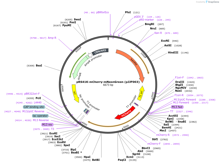173459-plasmid-map-sequence-id-341935