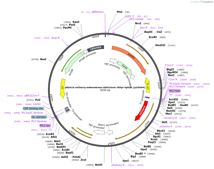 173460-plasmid-map-sequence-id-341939