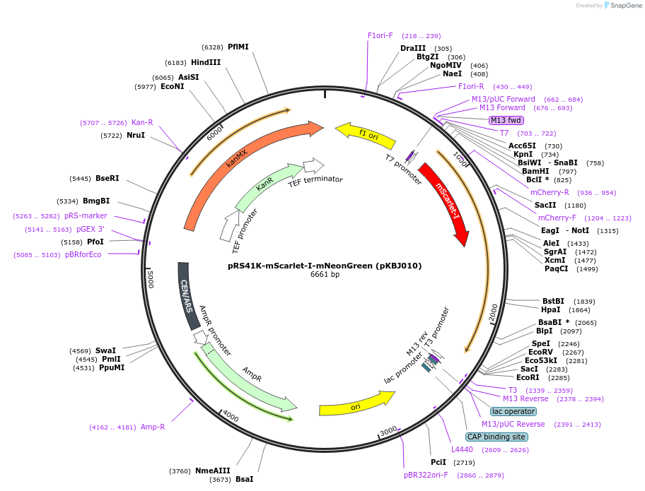 173461-plasmid-map-sequence-id-341940