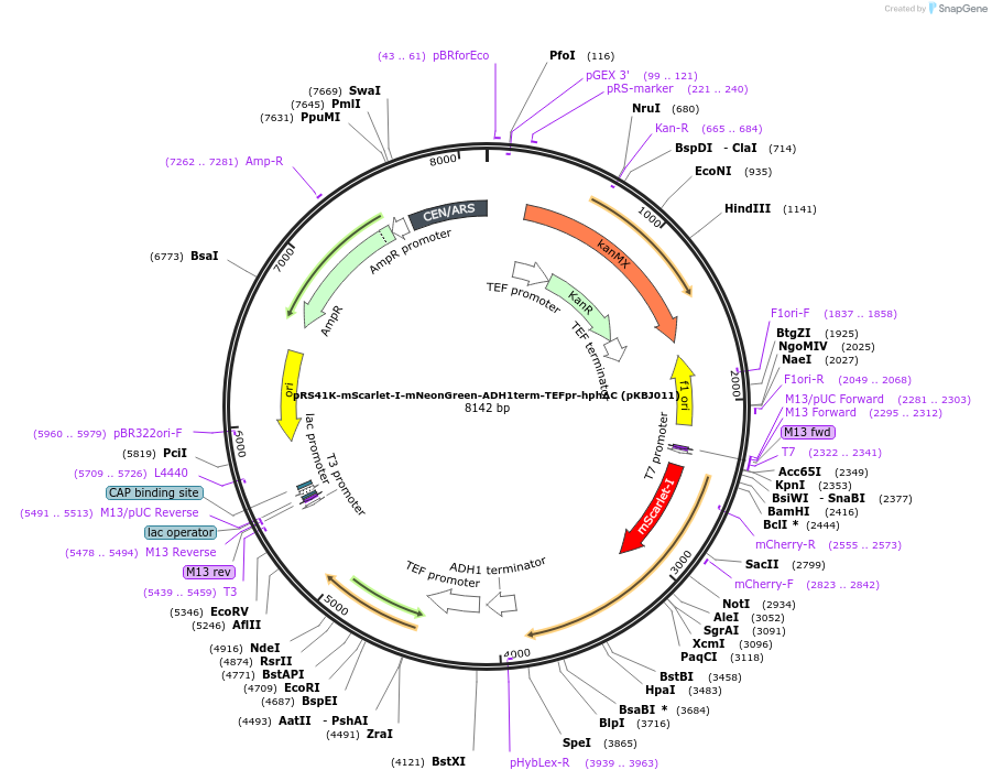 173462-plasmid-map-sequence-id-341941