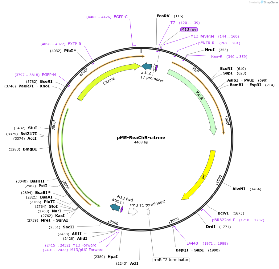 169045-plasmid-map-sequence-id-341942