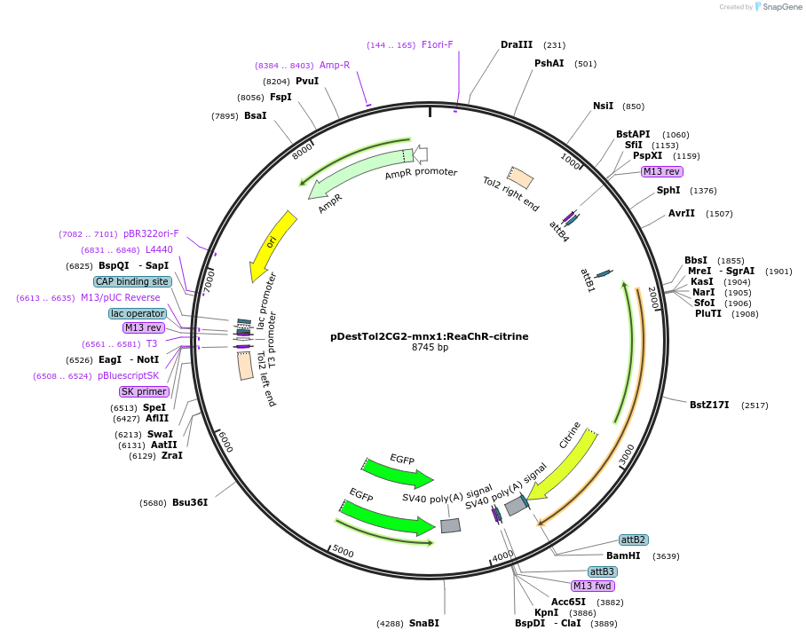 169046-plasmid-map-sequence-id-341943