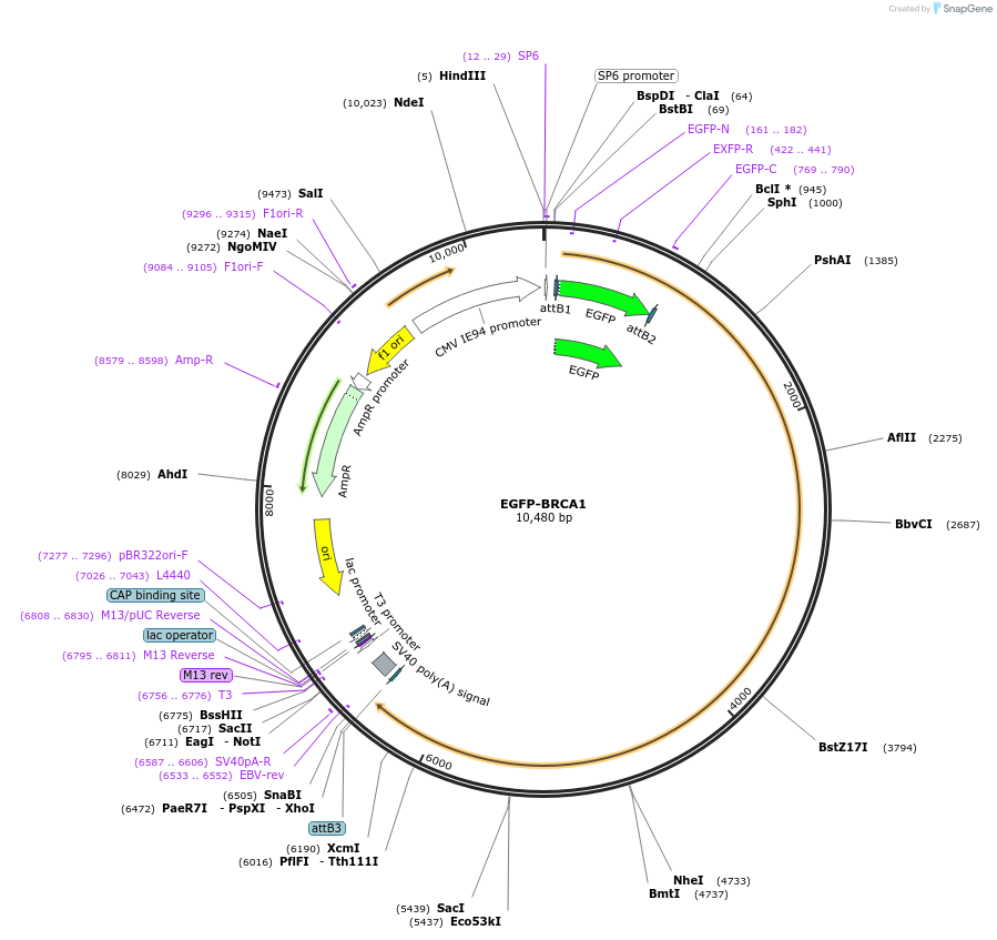 115491-plasmid-map-sequence-id-341944