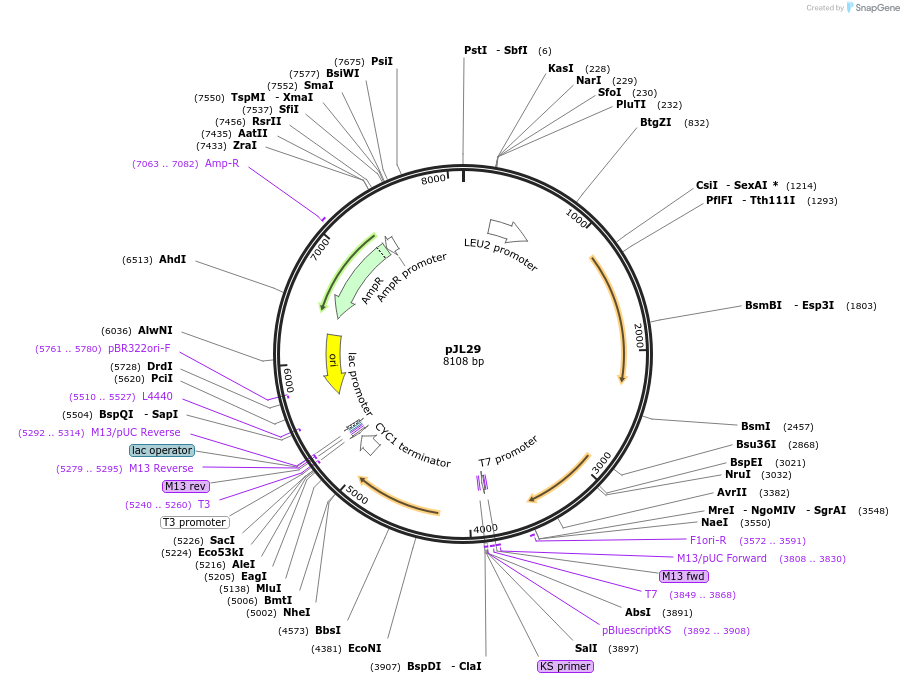 174063-plasmid-map-sequence-id-341950
