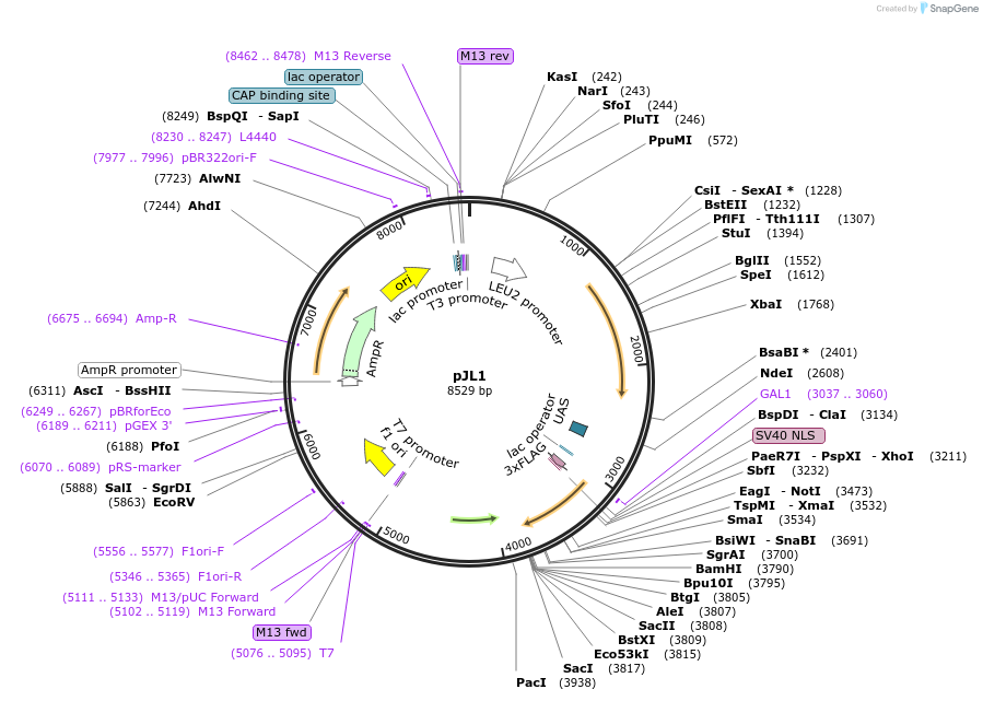 174070-plasmid-map-sequence-id-341951