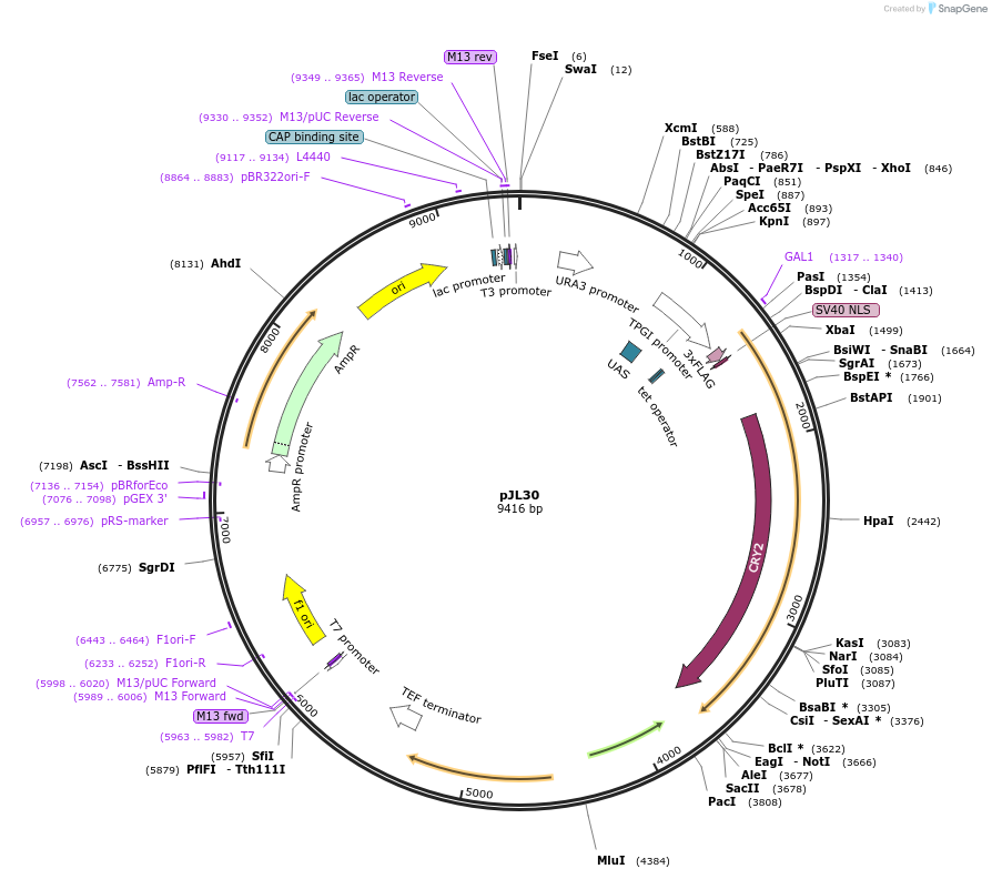 174064-plasmid-map-sequence-id-341957