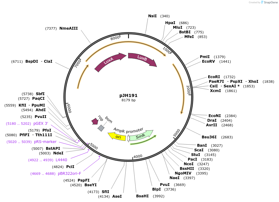 172149-plasmid-map-sequence-id-341959