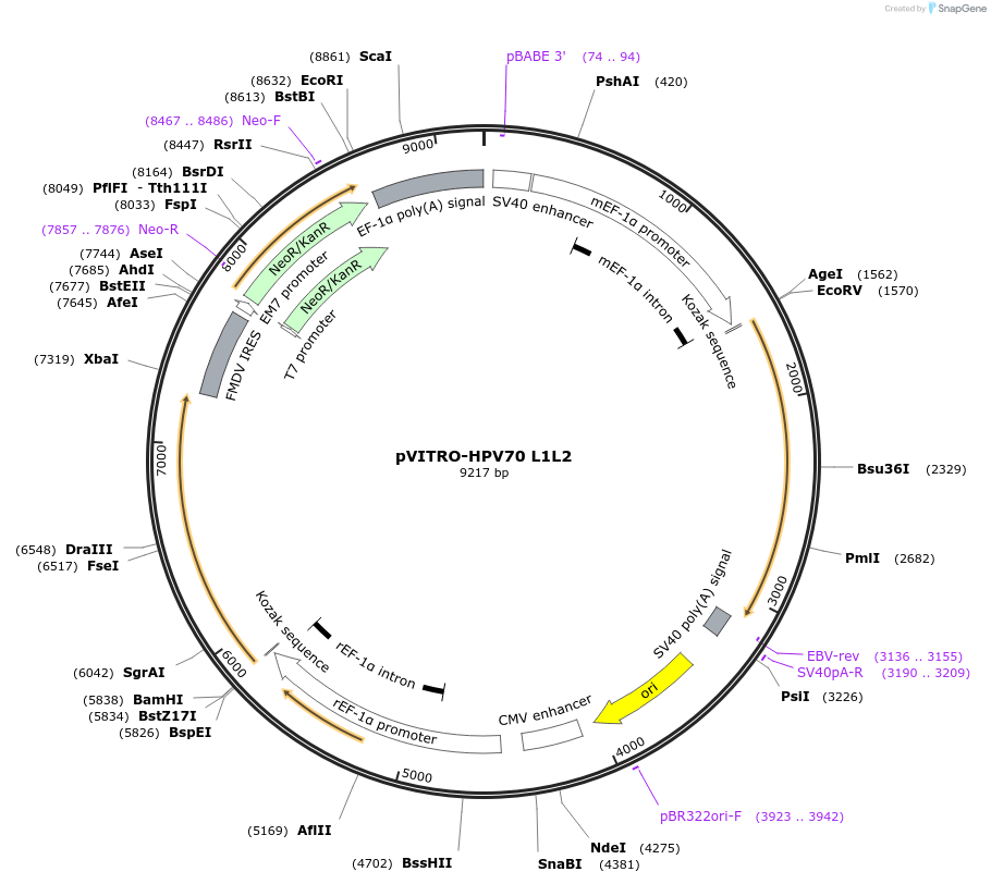 52603-plasmid-map-sequence-id-341967