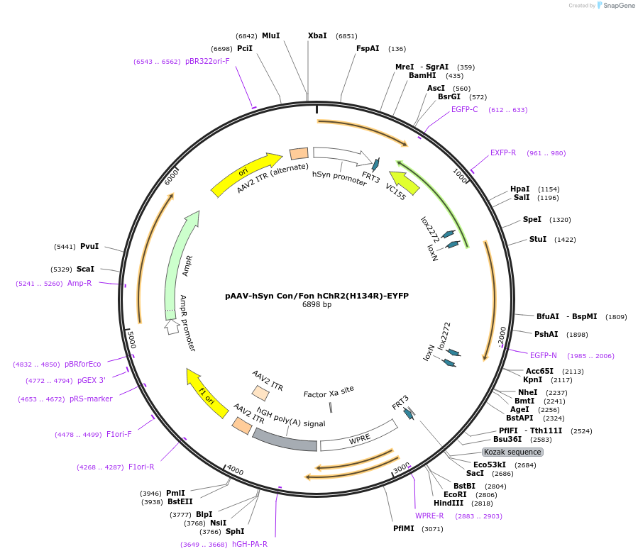 55645-plasmid-map-sequence-id-341974