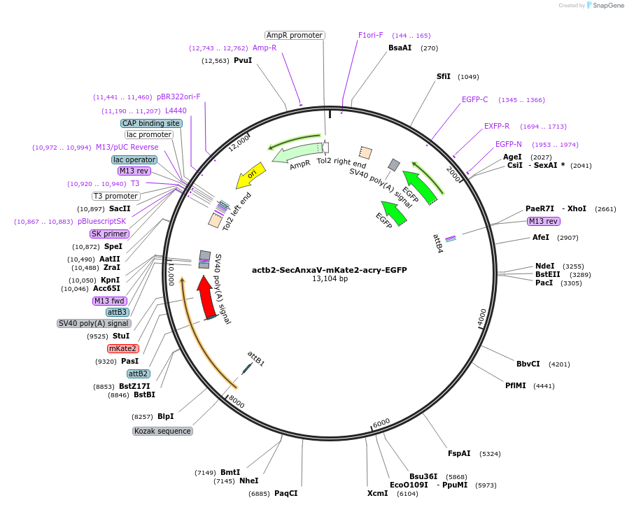 123628-plasmid-map-sequence-id-341977