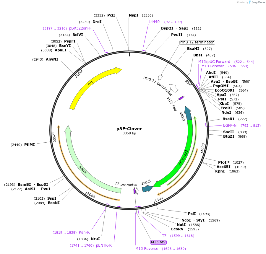 126572-plasmid-map-sequence-id-341978