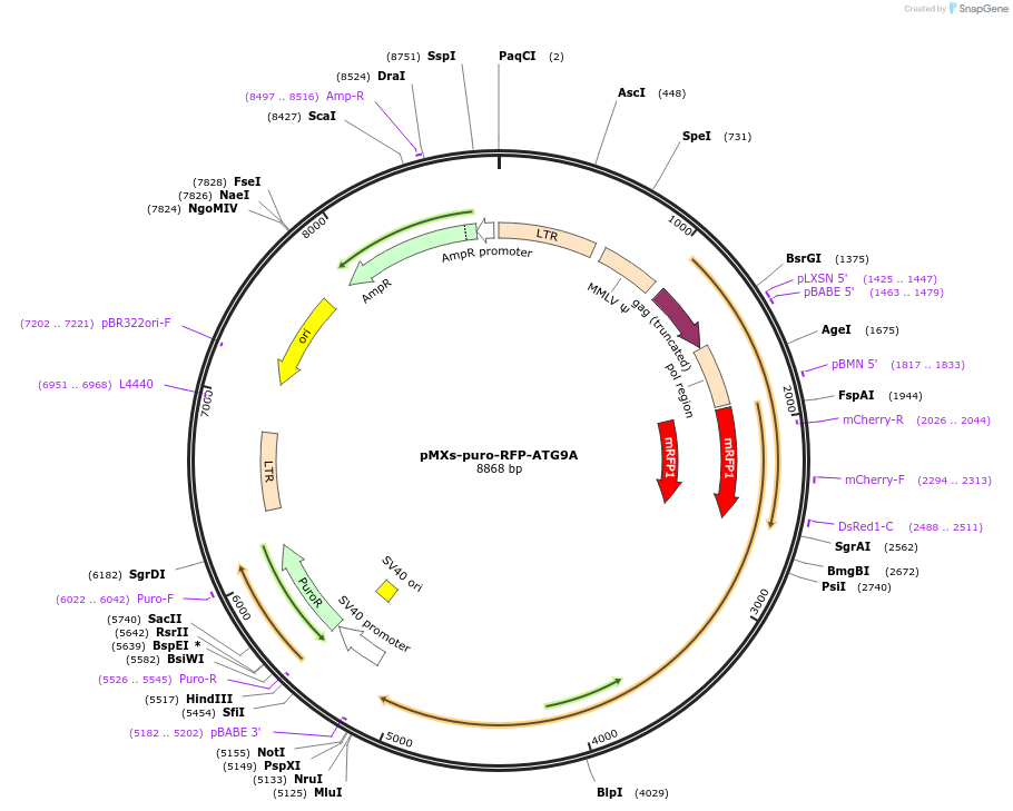 60609-plasmid-map-sequence-id-341981