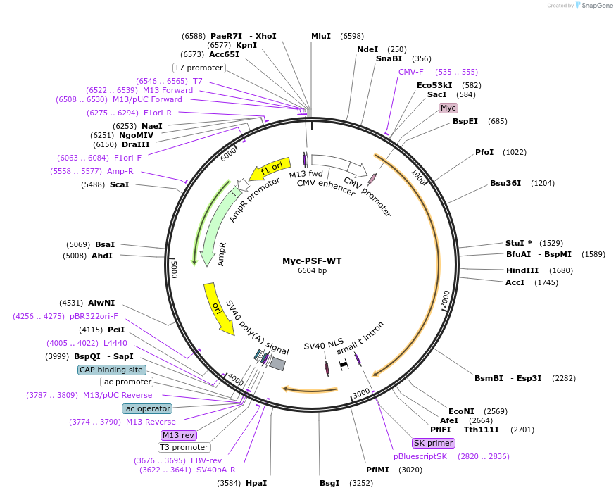 35183-plasmid-map-sequence-id-341992