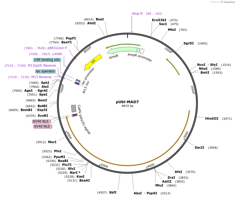 170133-plasmid-map-sequence-id-342027