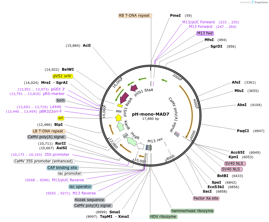 170134-plasmid-map-sequence-id-342028