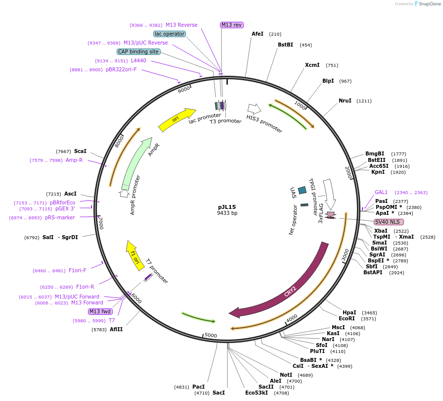 174069-plasmid-map-sequence-id-342040