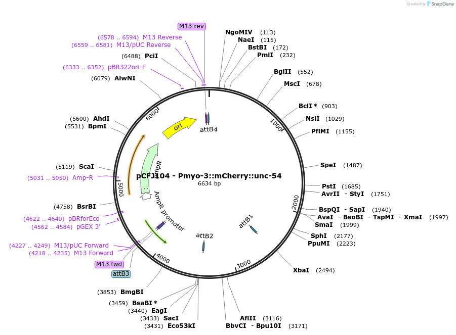 19328-plasmid-map-sequence-id-342045